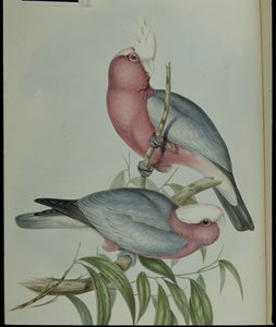 Roze borst kaketoe