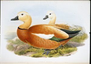 Rode casarca (Casaraca Rutila)