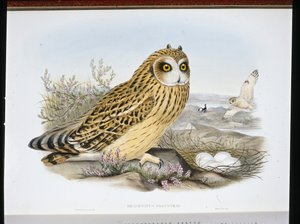 Velduil (Brachyotus Palustris) door John (after) Gould