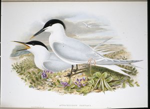 Grote Stern door John (after) Gould