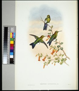 Saffier-vented Puff-leg (eriocnemis sapphiropygia)