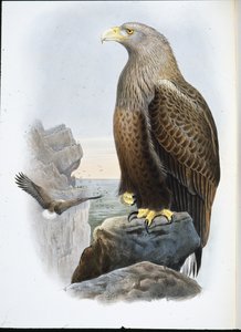 Zeearend (Haliaetus Albicilla)