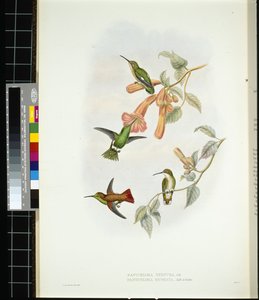 Schitterende Zonnestraal (aglaeactis cupreipennis)