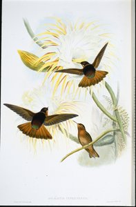 Schitterende zonnestraal (Agliaeactis Cupripennis) door John (after) Gould