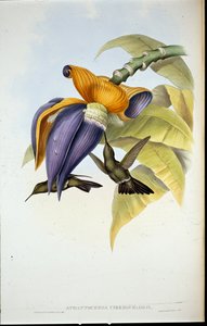 Somber Kolibrie (Aphantochroa cirrhochloris) door John (after) Gould