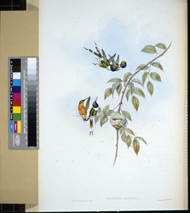 Sprankelstaart (tryphaena dupontii)