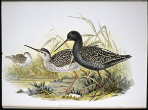 Zwarte ruiter (Totanus Fuscus)