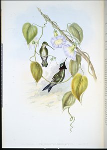 Gestreepte Borststerkeel door John (after) Gould