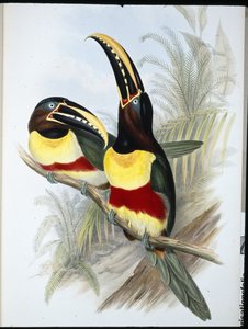 Zwavel- en Witborsttoekan door John (after) Gould