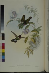 Zonengel (Heliangelus Clarisse)