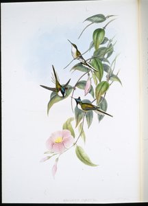 Zonjuweel (Heliactin Cornuta)