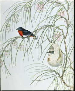Zwaluw Dicaeum