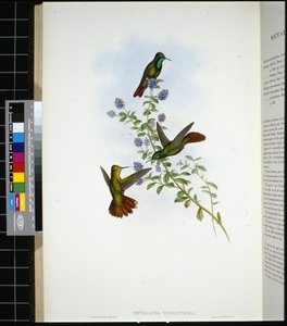 Tyriaanse staart (metallura Tyrianthina) door John (after) Gould