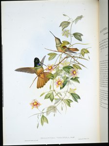 Violetkeel Ster-Frontlet door John (after) Gould