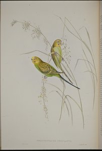 Zingende grasparkiet (Melopsittacus Undulatus) door John (after) Gould