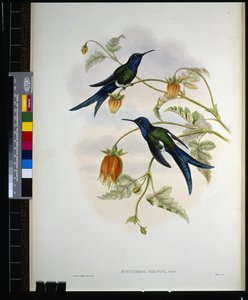 Westelijke Zwaluwstaart door John (after) Gould