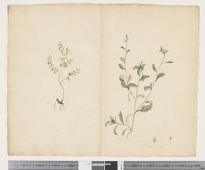 F.25 Euphorbia sparrmannii; Lobelia alata, c.1790-95
