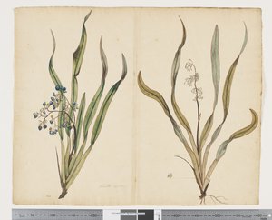 F.29 Dianella intermedia, c.1790-95 door John (attr. to) Doody