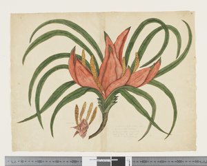 F.36 Freycinetia baueriana, c.1790-95 door John (attr. to) Doody
