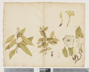 F.6 Wickstroemia Australis; Ipomea, c.1790-95 door John (attr. to) Doody