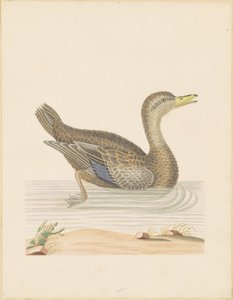 Roan Eend door John Abbot