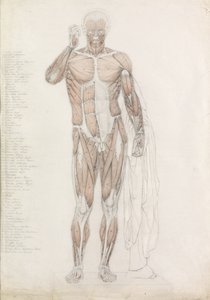 Anatomische Studie: Menselijke Spieren, in Contrapposto door John Bathe