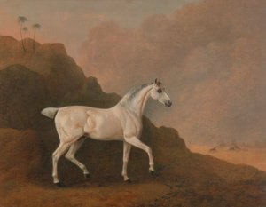 Een Grijze Arabische Hengst in een Woestijnlandschap door John Boultbee