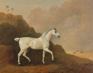 Een grijze Arabische hengst in een woestijnlandschap