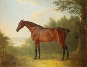 Marquis, een bruine jachthond in een landschap, 1811 door John Boultbee