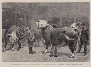 De Vee Show van de Smithfield Club in de Royal Agricultural Hall, Islington, keuring van Hereford Stieren