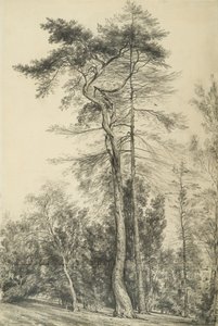 Sparren, c.1833 door John Constable