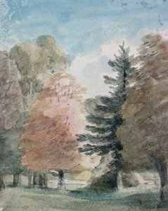 Studie van bomen in een park