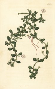 Brahmi of waterhyssop, Bacopa monnieri door John Curtis