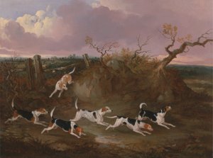Beagles in Volle Jacht