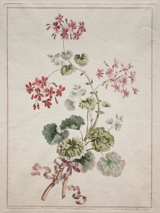 Een verzameling bloemen getekend naar de natuur: Nr. 6 - Scharlaken en bonte geranium door John Edwards