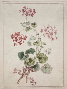 Een verzameling bloemen getekend uit de natuur: Nr. 6 - Scharlaken en bonte geranium, 1801 door John Edwards
