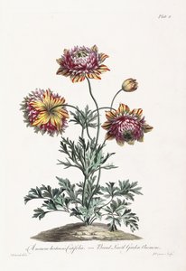 Breedbladige Tuinanemoon door John Edwards