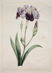 Japanse iris (grote blauwe iris) door John Edwards