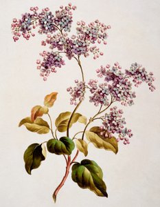 Schotse sering, gepubliceerd 1793