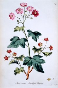 Zoete Canadese Framboos [Rubus odoratus], illustratie uit 