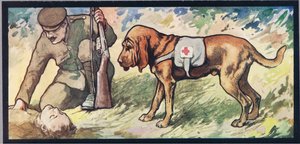 Ambuland bloedhond, illustratie uit 