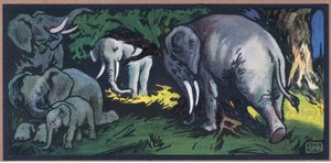 Olifant in het wild