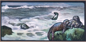 Zeehonden door John Edwin Noble