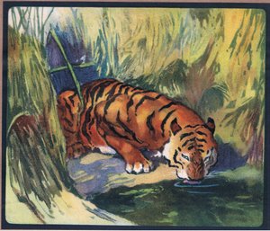 Tijger