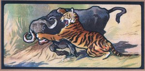 Tijger en Buffel