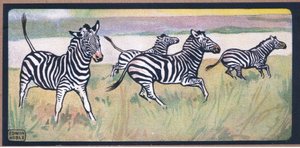 Zebra