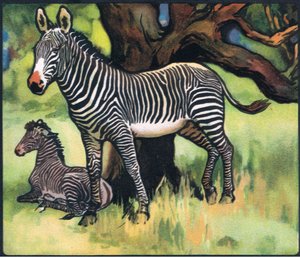 Zebra