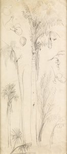 Palmbomen