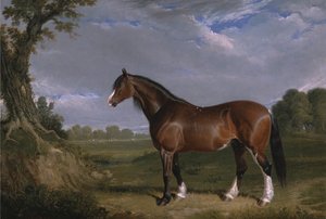 Een Clydesdale hengst