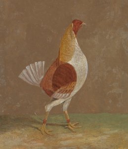 Vechtende hanen: een lichtborstige vechthaan, naar rechts gericht